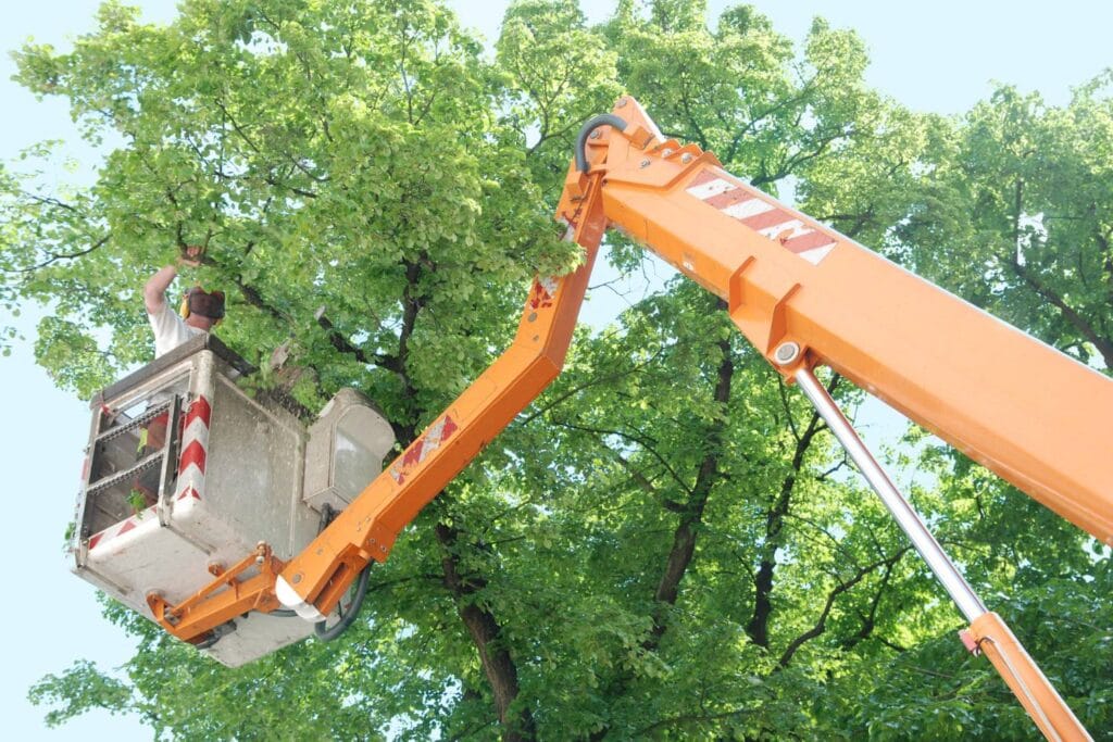 what should you look for in a commercial tree lopping service 2