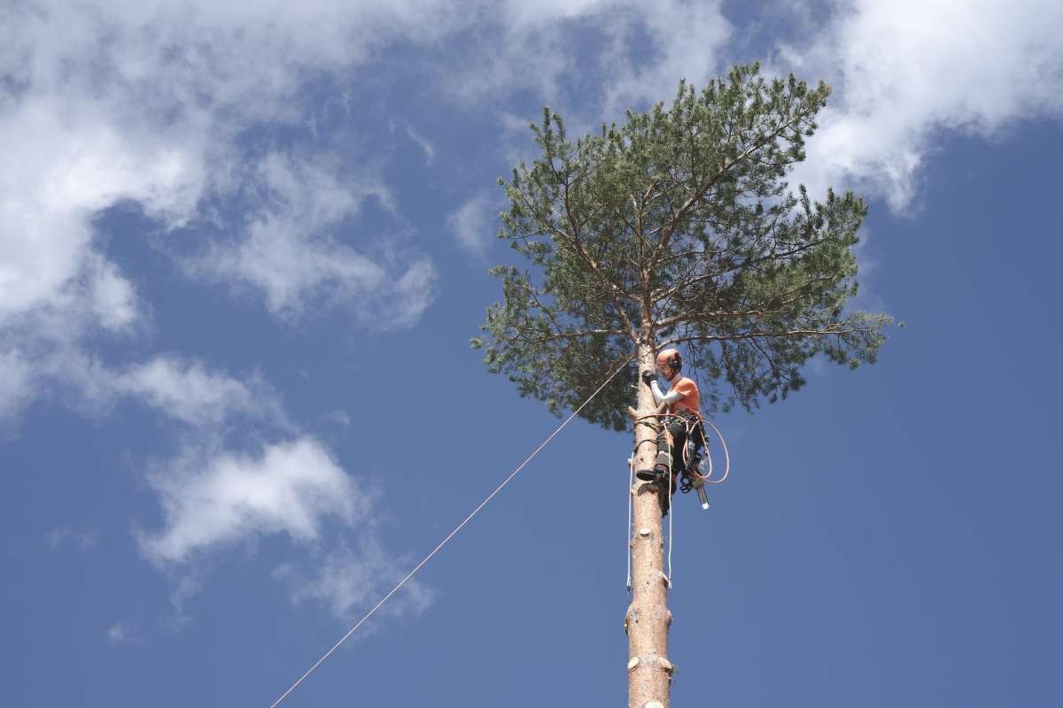 what’s the difference between an arborist and a tree surgeon (3)