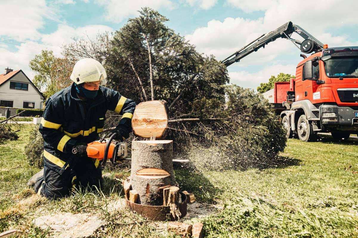 what’s the difference between an arborist and a tree surgeon