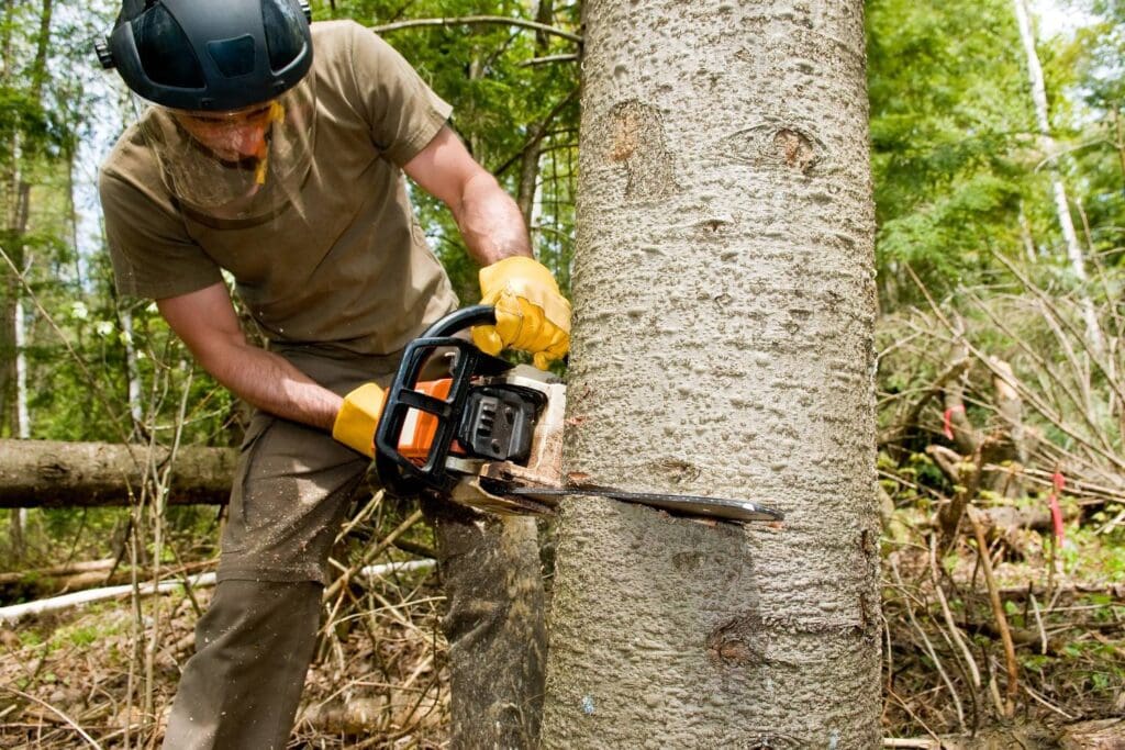 when should i choose tree cutting vs. pruning 1