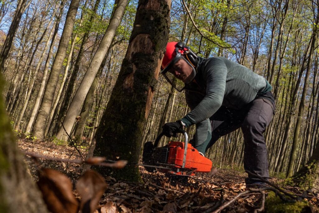 when should i choose tree cutting vs. pruning