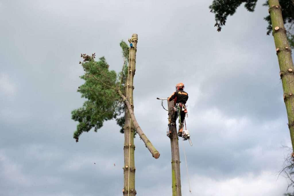 why is it important to hire experts for commercial tree lopping 1