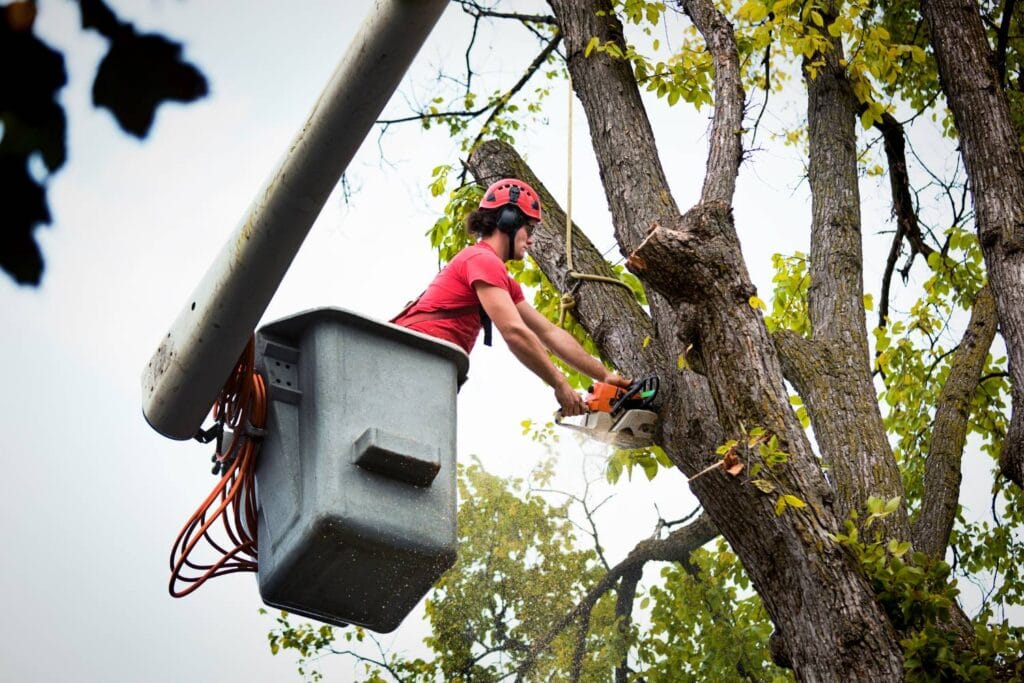 why is tree lopping essential for residential safety 1