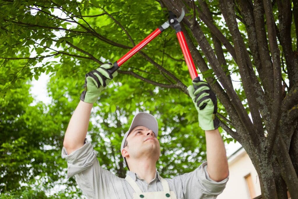 why is tree lopping essential for residential safety 2