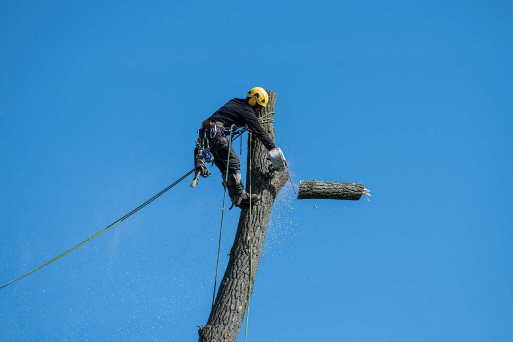 why is tree removal important