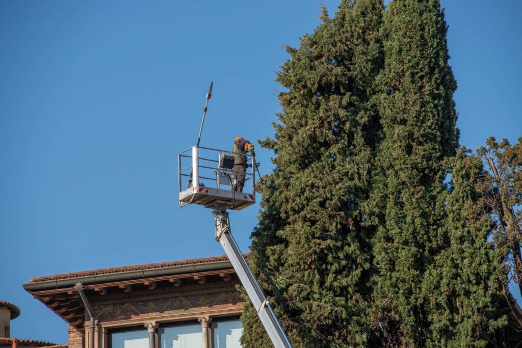 why might tree lopping be necessary for residential tree health