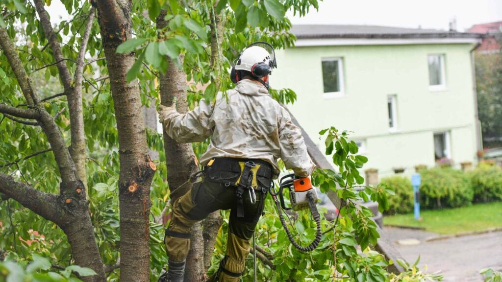 why should you hire a professional arborist