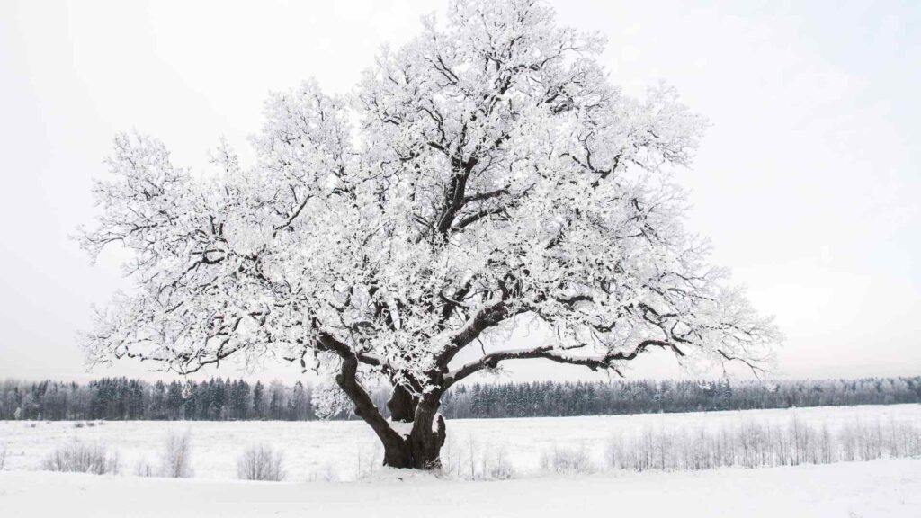 winter tree care melbourne