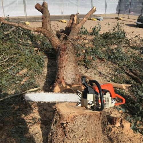 harry's yard tree removal & felling services