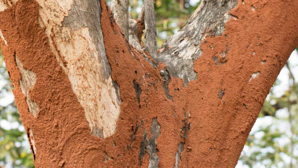 how to get rid of tree termites melbourne