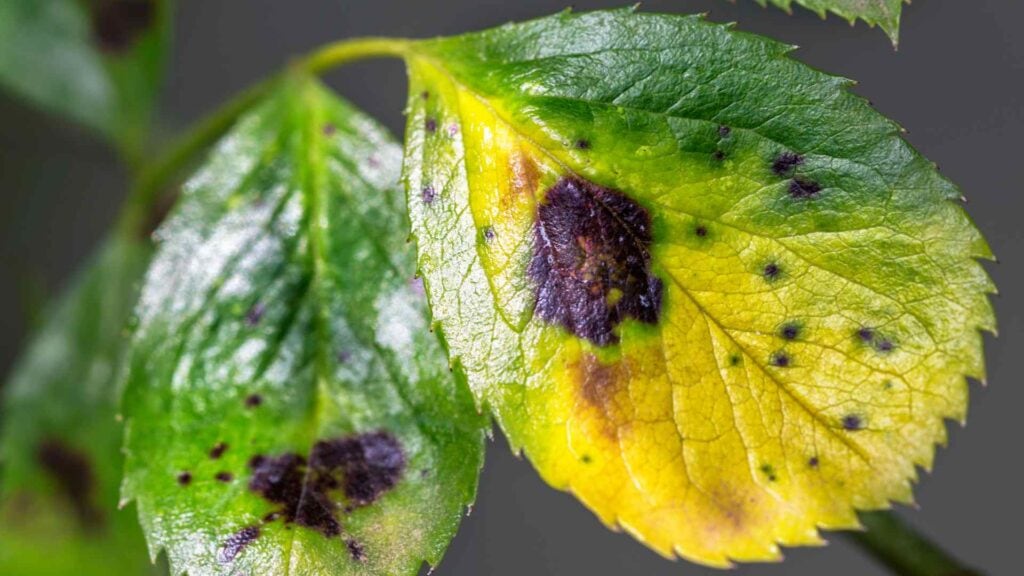how to treat leaf spots