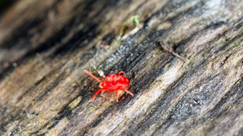 mites in a tree branch