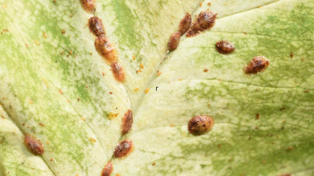 scale insects in a leaf