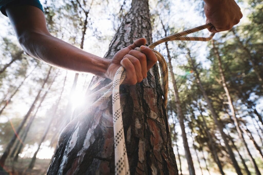 tree removal arborists hobart tasmania