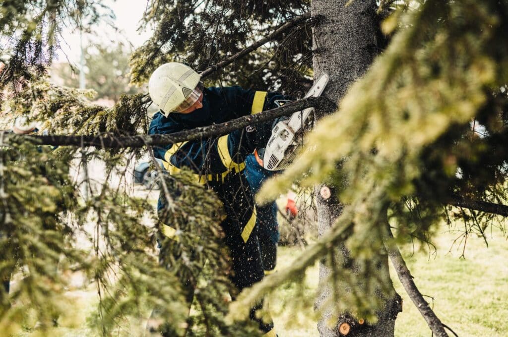 tree removal arborists perth western australia