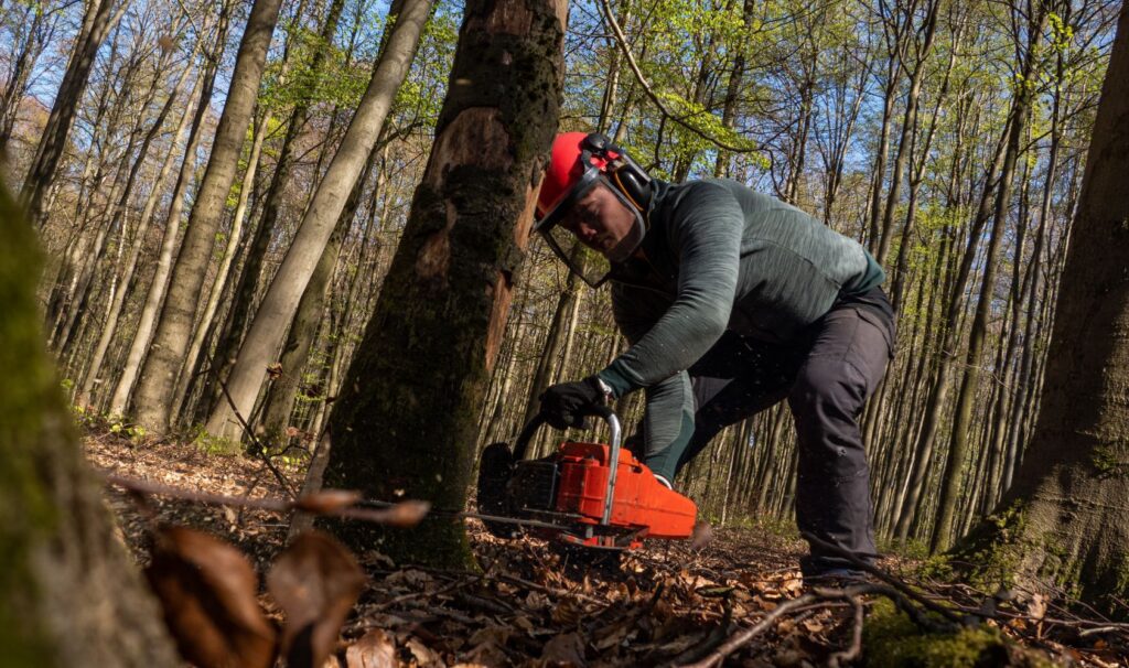 tree removal arborists wollongong, new south wales